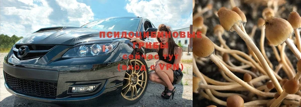 прущие грибы Баксан